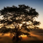 The sun breaks through the morning fog along the fields