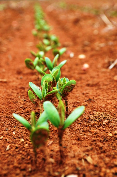 seedlings in a row